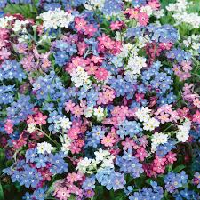 Image result for Limeum myosotis