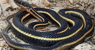 Black And White Checkered Snake Texas Pin By Olivia Robichaud On So I Want A Snake Snake Reptiles And Amphibians Racer