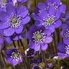 Un bel fiore a campanula; Https Encrypted Tbn0 Gstatic Com Images Q Tbn And9gcq6dlbxtqnj C3y4y3d3jzvwkkq7hlsqjigtef0zf0jc6u4tux8 Usqp Cau