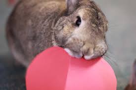 Rabbits make fantastic pets for a number of reasons, but if you don't know. Bond With Your Pet Rabbit Bunny Behavior