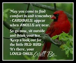 Birds Outside My Window Meaning Pin By Tammy Hosey On Red Cardinals Miss Mom Healing Hugs Grief Quotes