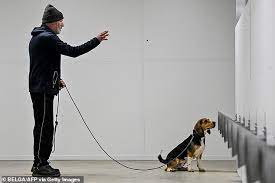 Detector dogs and the science of sc. Sniffer Dogs Detected Cases Of Covid 19 More Than A Week Before Lab Swabs Daily Mail Online