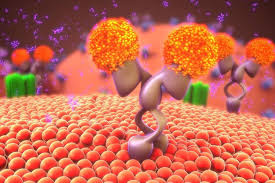 Maybe you would like to learn more about one of these? Lipid Asymmetry Plays Key Role In Activating Immune Cells