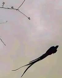 Majestuoso #Quetzal cautiva las redes. “Los mayas le decian Q´uk´umatz. 'La  serpiente emplumada'”. Junto a esta frase compartieron estas imágenes del  vuelo de un quetzal, captado desde el ángulo perfecto, en la