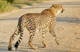 File:Cheetah (Acinonyx jubatus) male ... (52113934832).jpg - Wikimedia  Commons