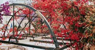 Il Tar sul "Salva-casa": chiarite le condizioni per cui pergolati e ...