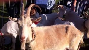 The saanen goat originated from saanen valley of switzerland. Goats And Rams In Istria Croatia Istria Croatia Goats Croatia