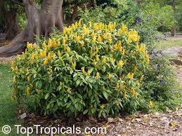 Image result for Pachystachys