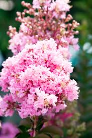 Check spelling or type a new query. Crepe Myrtle Burke S Backyard