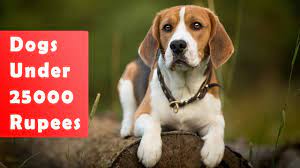 Dogs Under 20000 Rupees In India Dog Is World Dogs Cheap Dogs Best Dogs