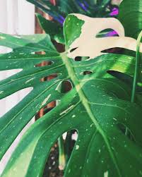 242 Likes 17 Comments Apartment Botanist Apartmentbotanist On Instagram I Didn T Forget About You Monsteramon Monstera Deliciosa Plant Leaves Botanist
