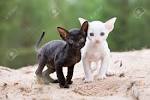 Available Cornish Rex Kittens For Sale & Cats For Adoption