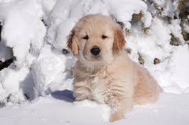 Check spelling or type a new query. Golden Retriever Puppy Sitting In Snow Illinois Usa Photograph By Lynn M Stone Naturepl Com
