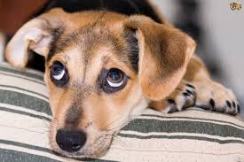 How long should you keep puppy in crate? Tips For Dealing With Puppy Crying Pets4homes