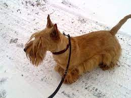 a butterscotch scottie scottie dog scottish terrier westie terrier