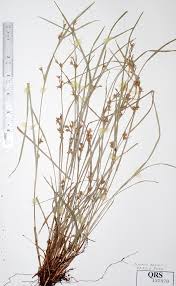 Image result for Scleria