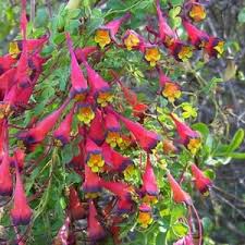 Image result for Tropaeolum