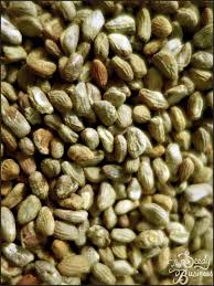 Image result for Voacanga africana