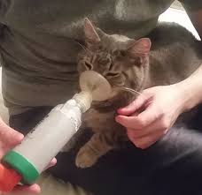 But cats can also be a major source of asthma triggers, such as dead skin (dander), urine, or saliva. An Asthmatic Cat Calmly Breathes In Medicine From A Modified Inhaler