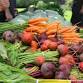 Storrs Farmers Market