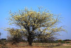 Image result for Albizia anthelmintica