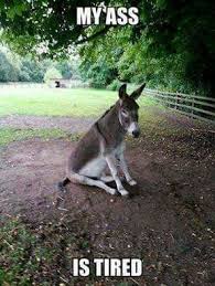 Pin By Haluk Erturk On Animal Humor Cute Donkey Funny Animals Animals Beautiful
