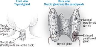 A., bowen j., kealey t. Hypoparathyroidism Guide Causes Symptoms And Treatment Options