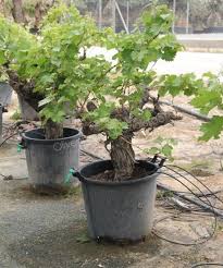 Weinrebe Weinrebe Weinreben Pflanzen Reben