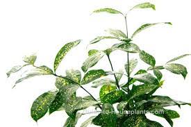 We did not find results for: Aucuba Japonica Variegata Gold Dust Plant