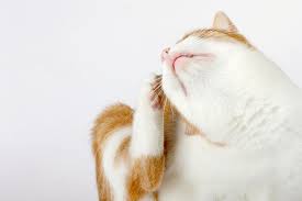 Can Cat Fleas Bite Humans Lovetoknow