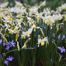 Narcissus Toto Miscellaneous Daffodil Bulbs Daffodil Bulbs Narcissus Daffodils