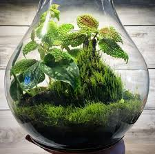 Pin Von Ates Avus Auf Wabikusa Terrarien Gartenterrarium Miniaturgarten