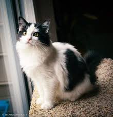 Black And White Ragdoll Cat Ragdoll Cat Colors And Patterns Ragdoll Cat Colors Ragdoll Cat Cute Baby Animals