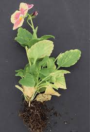 This can be a difficult issue with a large outdoor specimen. Black Root Rot Everything You Need To Know To Combat One Of The Most Common Diseases At Your Greenhouse Greenhouse Management