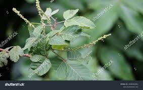 Image result for Allophylus