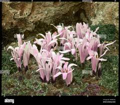 Image result for Colchicaceae