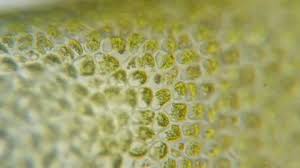 Chloroplasts moving in a cell viewed under a microscope from my biological sciences 110 lab. Chloroplast Stock Footage Royalty Free Stock Videos Pond5