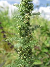 Image result for Artemisia afra