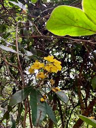 Image result for Acridocarpus natalitius