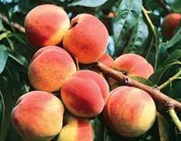 Maybe you would like to learn more about one of these? Peach Archives Ison S Nursery Vineyard