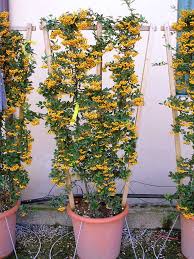 Image result for Pyracantha coccinea soleil d'or