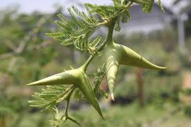 Image result for Acacia luederitzii