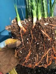 Snake plants are drought resistant and seem to prefer to remain on the dry side. How To Pot Up Snake Plant Pups And Get Free Plants Sunset Magazine