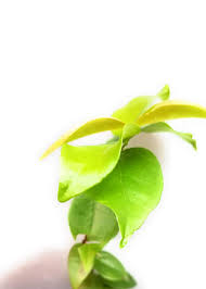 Image result for Eugenia natalitia