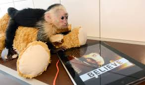 When purchasing a capuchin monkey, you need to find a reputable breeder, but even this can be a dilemma. Justin Bieber S Pet Monkey Quarantined In Germany Is The Latest Unwitting Victim Of His Downward Spiral Vanity Fair