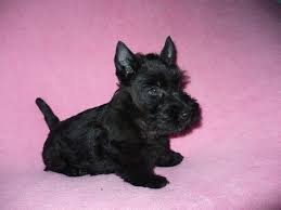 Image result for skotský teriér