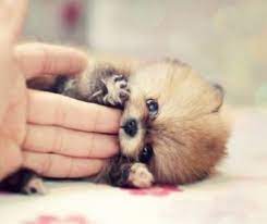 „sâmbătă 18 august, ora 10:00: Cei Mai Frumosi Caini Din Lume Ce Ii Face Atat De Speciali Evenimentul Zilei