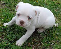 American Bulldog Puppy Pets White Pitbull Puppies American Bulldog Puppies Bulldog Puppies