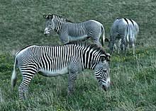 But, where are these rare zebras found? Zebra Wikipedia