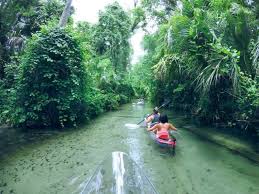 Where to go clear kayaking in central florida? These Clear Kayaks Provide An Unforgettable Florida Adventure Trips To Discover